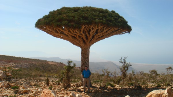 Socotra, 2010