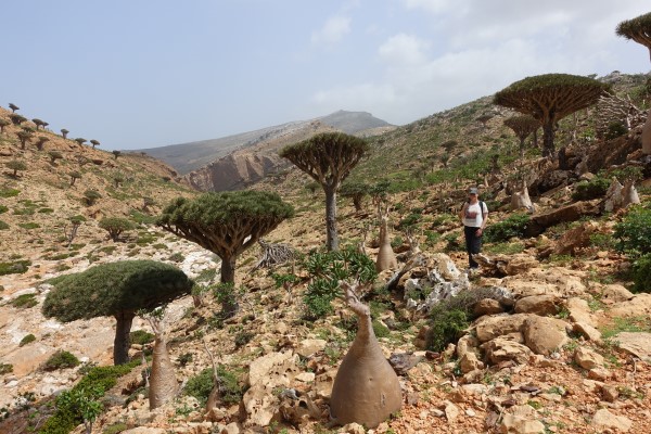 Getting lost in Socotra