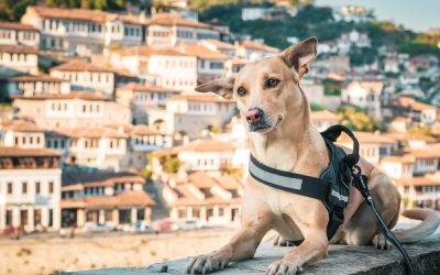 Chapati: The World’s Most Adorable Traveler – A Canine Journey Across Borders