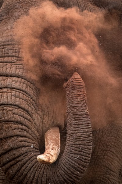 Elephant-dust bath, KwaZulu Natal, South Africa