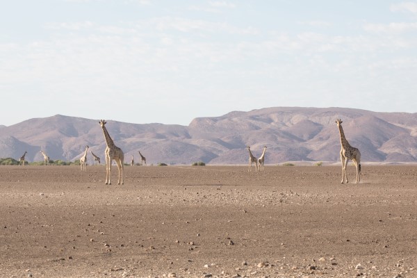 Giraffe in the desert of northern Namibia