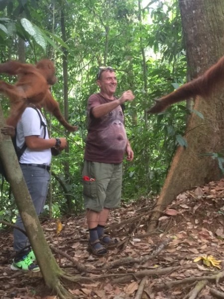Bukit Lawang Sumatra Orangutans