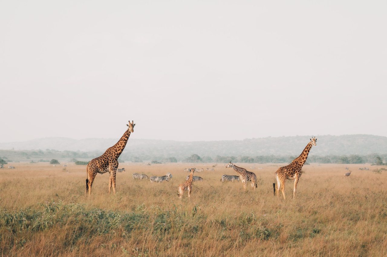 [PAST] (19-27/01 2025) East Africa: Tanzania, Burundi, Rwanda