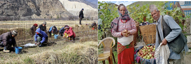 Marpha’s Apple Orchards Upper Mustang