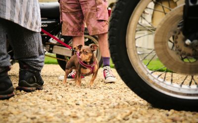 Diverse Nomad Routes Across Europe